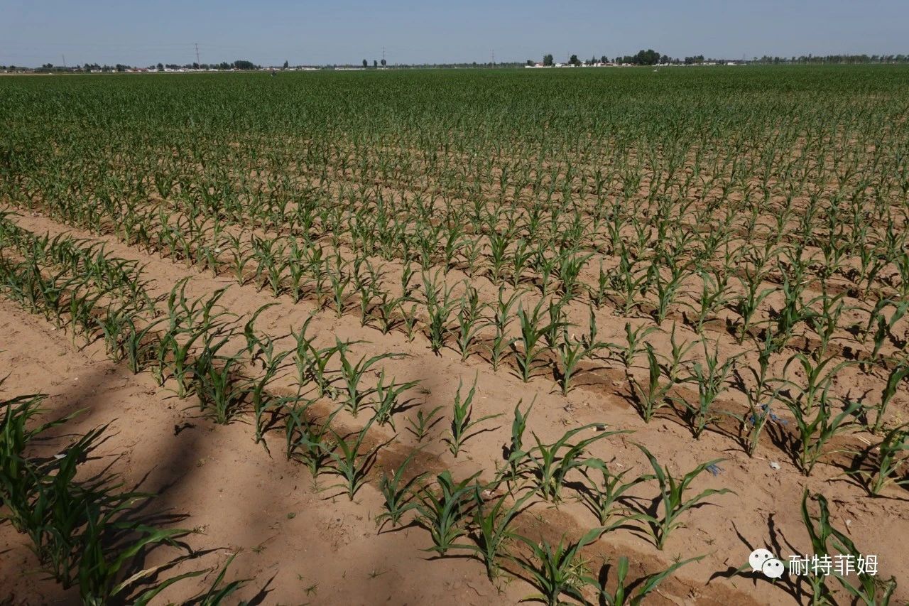 小流量滴灌技术